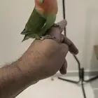 ببغاء روز اليف وهدد(تم البيع )