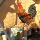 ديك عربي أصيل شرط اضرب وشرط صحه.  مسيم ب 90