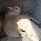 بط بلدي منتج وحضان