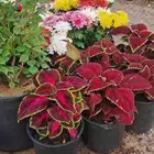 تنسيق الحدائق