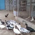 بط فرصه للمربي