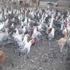 دجاج فيومي وديوك عمر اربع شهور ونصف