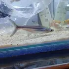 قرش قزمي حجم ممتاز من النوادر