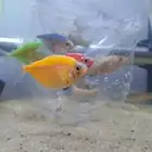 سمك تترا (عرض مميز وسعر قليل)