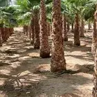 نخيل توريد وتركيب في جميع أنحاء المملكة
