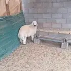 خروف جبر طيب للبيع