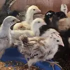 صوص مشاكيل كولمبي وتركي وفيومي