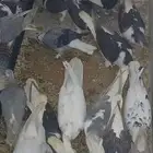 حمام متنوع والبيع جمله كامل العدد 32