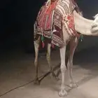 إجار جمال ركبي رحول وا خيول وا دبابات بي اليوم وا الاسبوع