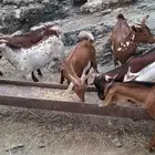 تيوس بلدي
