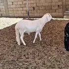 خرفان نعيم نجدي ساكني