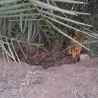 فروخ نخل وجثايث