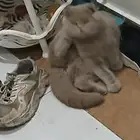 قطو للبيع ب400انثى