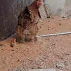 دجاج براهما للبيع 100 موقع المزاحمية