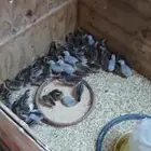 صصان دجاج حبشي