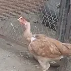 دجاجه للبيع