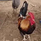 دجاج عربي اصيل