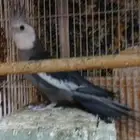 طيور للبيع
