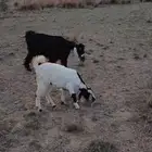 معزا