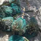 صرام التمر