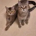 british short hair cat