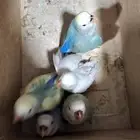 للبيع فروخ روز