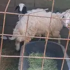 طلي جذع عمره 6 أشهر ورخل عمرها 5 أشهر تربيه المزرعه