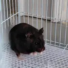 هامستر للبيع