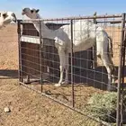 بكره مفروده. باتليه