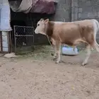 عجل للبيع