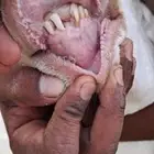 خروف فحل ابرص من غنم شهران الحرش