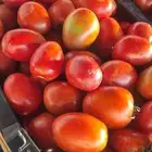 طماط جملة طماط بلحي طماط محمي