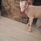 تيس قزم