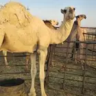 قعود باتلي السن حق