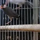 زوج جاو للبيع