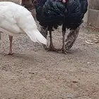 دجاج رومي للبيع زوج منتج