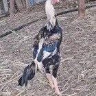 4 ديكه مكس شامو