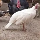 زوج رومي منتجين للبيع مع شبك 2 في 2