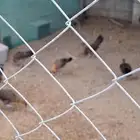 دجاج عربي