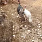 ديك ودجاجه رومي و ديك بلدي وخمس دجاجات بلدي واثنين أرانب