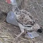 دجاج فارسي ومكس شامو