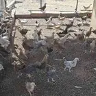 دجاج بلدي عمر شهرين