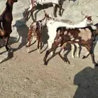 تيوس بلدي