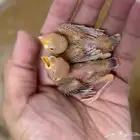 فروخ جاوا كريمي صافي عيون حمر