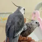 للبيع زوج كروان هولندي اليف منتج