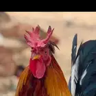 ديوك عربية فاخرة للبيع