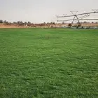 انجليه ثيل طبيعي