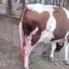 بقره هولاندي فاخر اول ولده تحتها أنثى