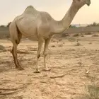 حقه شقحا