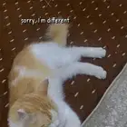 قط لتبني